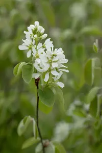 amelanchier ovalis ( rotundifolia) (150-175 cm) - afbeelding 1