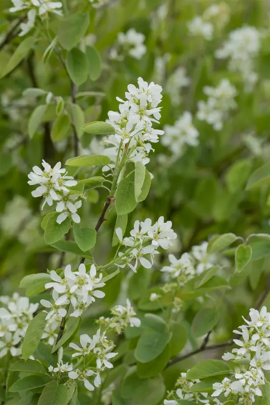 amelanchier ovalis ( rotundifolia) (150-175 cm) - afbeelding 2