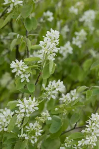 amelanchier ovalis ( rotundifolia) (150-175 cm) - afbeelding 2