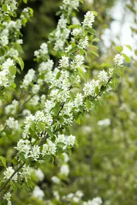 amelanchier ovalis ( rotundifolia) (150-175 cm) - afbeelding 4