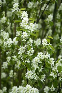 amelanchier ovalis ( rotundifolia) (150-175 cm) - afbeelding 5