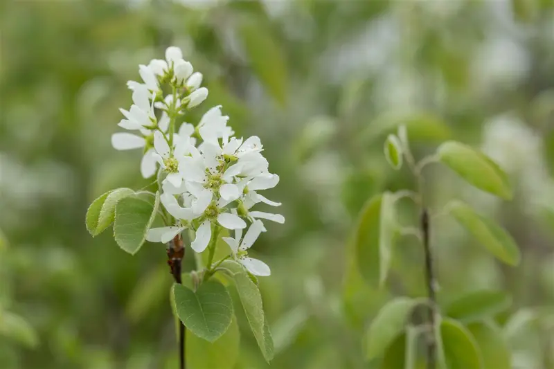 amelanchier ovalis ( rotundifolia) (150-175 cm) - afbeelding 3