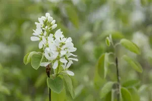 amelanchier ovalis ( rotundifolia) (150-175 cm) - afbeelding 3