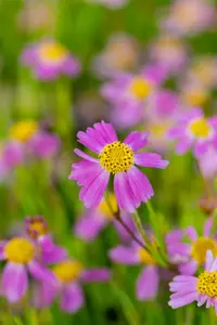 coreopsis rosea 'american dream' P11 - afbeelding 3