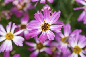 coreopsis rosea 'american dream' P11 - afbeelding 1