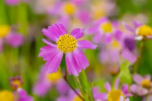 coreopsis rosea 'american dream' P11 - afbeelding 2