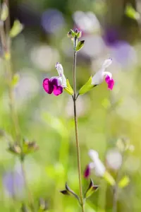 salvia greggii 'amethyst lips' P9 - afbeelding 3