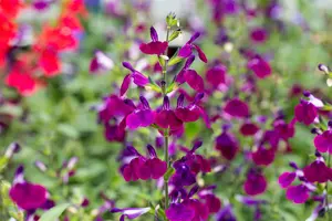 salvia greggii 'amethyst lips' P9 - afbeelding 1