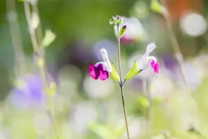 salvia greggii 'amethyst lips' P9 - afbeelding 2