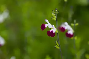 salvia greggii 'amethyst lips' P9 - afbeelding 4