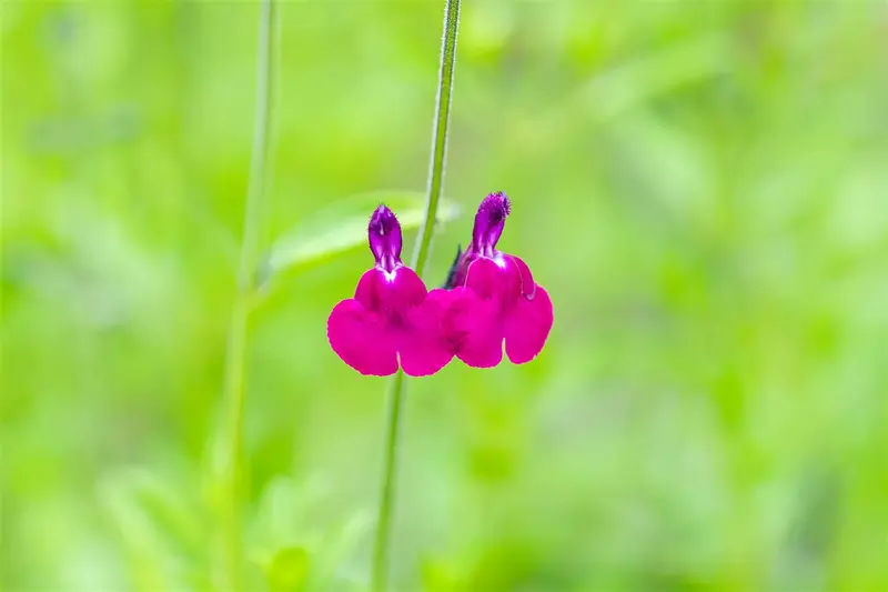 salvia greggii 'amethyst lips' P9 - afbeelding 5