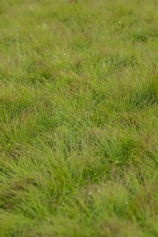 festuca amethystina P11 - afbeelding 1