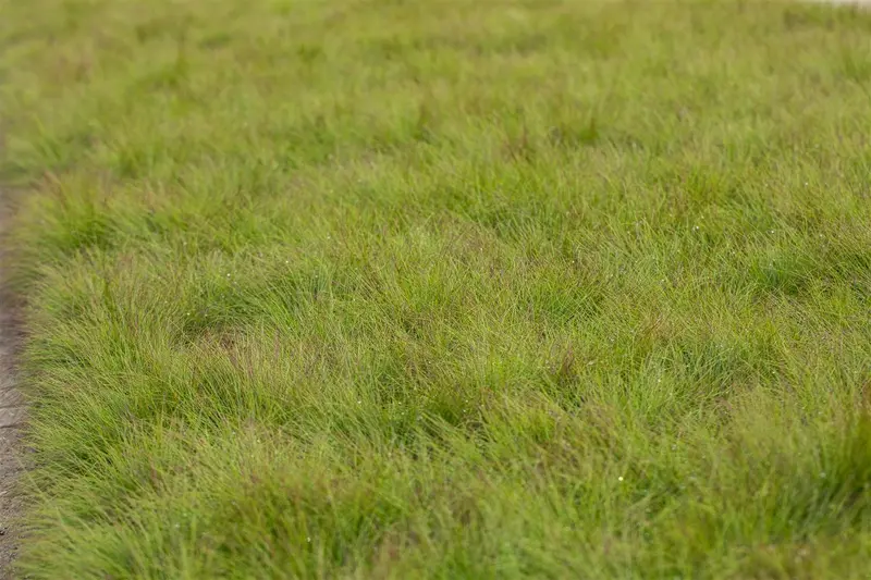 festuca amethystina P11 - afbeelding 2