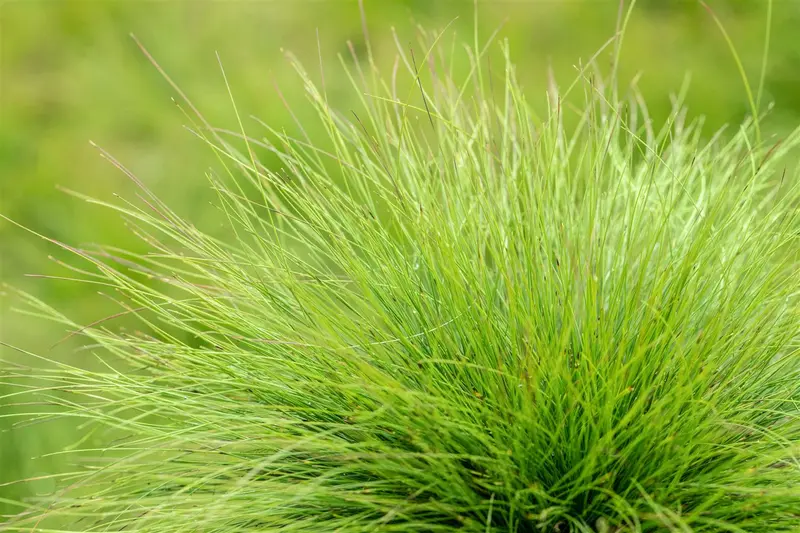 festuca amethystina P9 - afbeelding 3