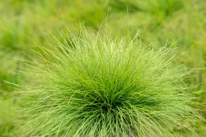 festuca amethystina P11 - afbeelding 4