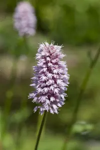 persicaria amphibia ( polygonum amphibia) P9 - afbeelding 1