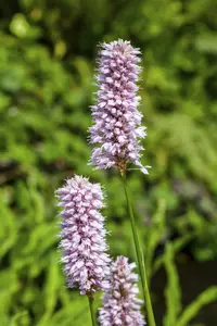 persicaria amphibia ( polygonum amphibia) P9 - afbeelding 4