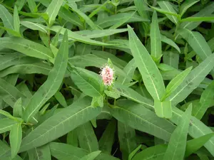 persicaria amphibia ( polygonum amphibia) P9 - afbeelding 2