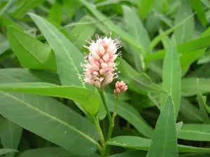 persicaria amphibia ( polygonum amphibia) P9 - afbeelding 3