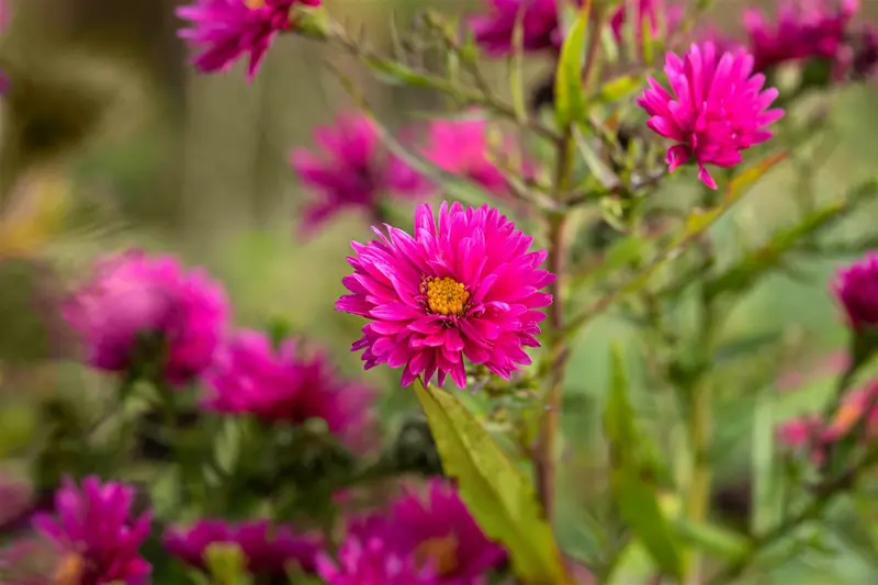 aster n.-a. 'andenken an p. gerber' P9