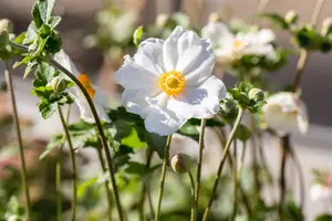 Anemone hybr. 'Andrea Atkinson' P9