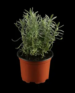 lavandula angustifolia (officinalis) P11 - afbeelding 1