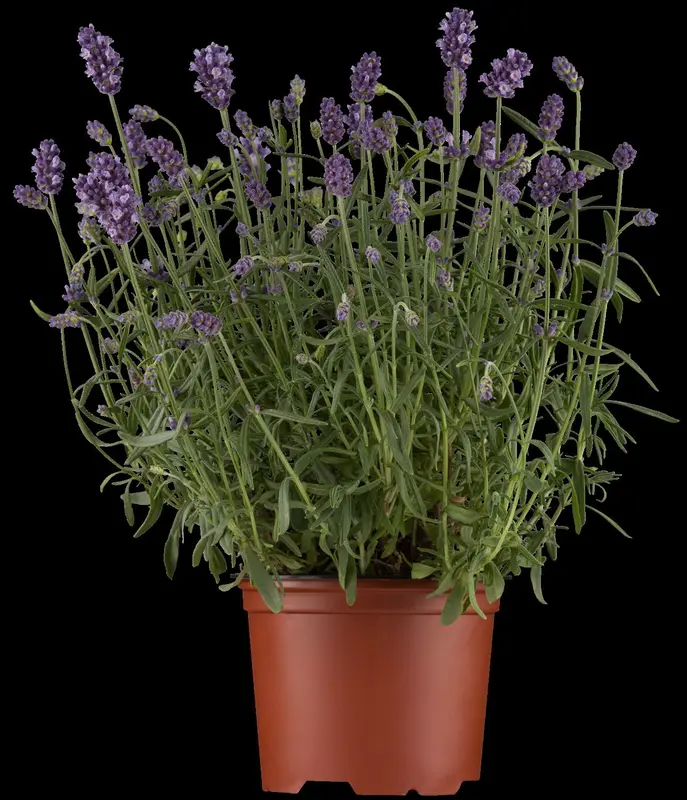 lavandula angustifolia (officinalis) P11 - afbeelding 3