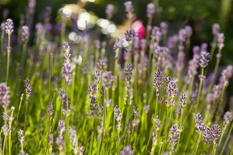 lavandula angustifolia (officinalis) P9 - afbeelding 4