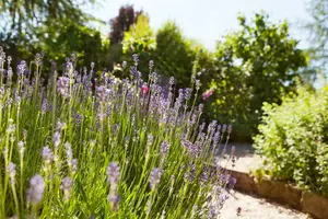 lavandula angustifolia (officinalis) P9 - afbeelding 5