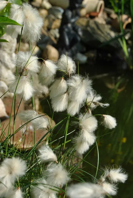 eriophorum angustifolium P9 - afbeelding 1