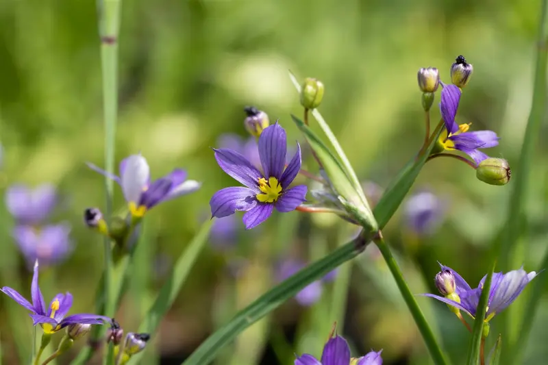 sisyrinchium angustifolium P9 - afbeelding 2