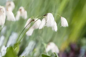 eriophorum angustifolium P9 - afbeelding 2