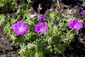 geranium sang. 'ankum's pride' P9