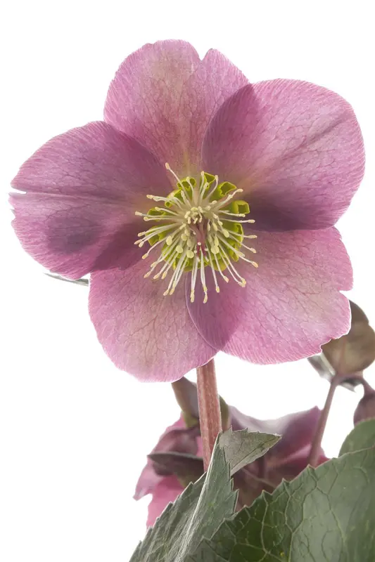 helleborus hybr. 'anna's red' P9 - afbeelding 3