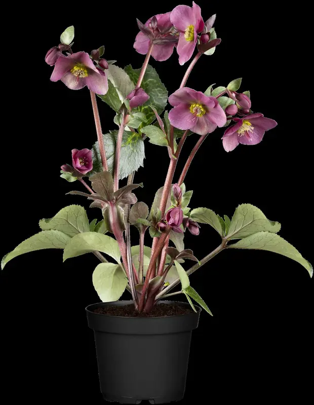 helleborus hybr. 'anna's red' P9 - afbeelding 4