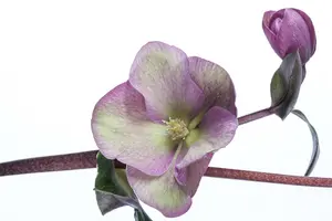 helleborus hybr. 'anna's red' P9 - afbeelding 2