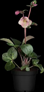 helleborus hybr. 'anna's red' P9 - afbeelding 1