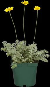 Anthemis tinctoria P11 - afbeelding 2