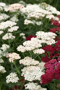 achillea mil. 'apfelblüte' P9 - afbeelding 2