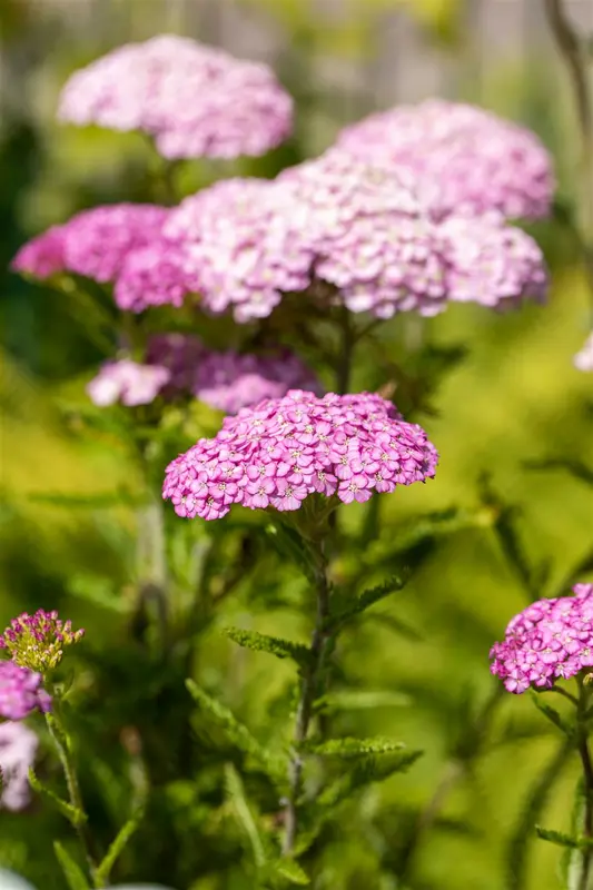 achillea mil. 'apfelblüte' P9 - afbeelding 4