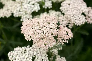 achillea mil. 'apfelblüte' P9 - afbeelding 1