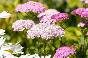 achillea mil. 'apfelblüte' P9 - afbeelding 3