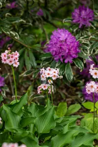 primula jap. 'apple blossom' P9 - afbeelding 1