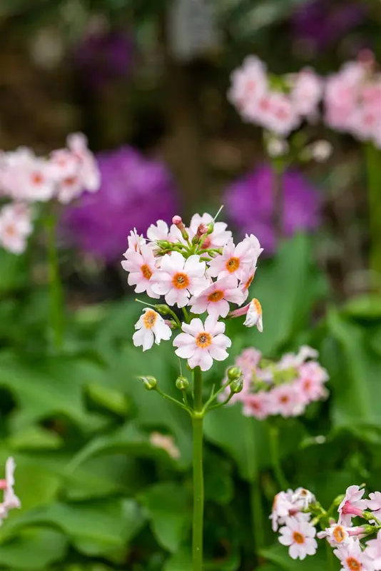 primula jap. 'apple blossom' P9 - afbeelding 2