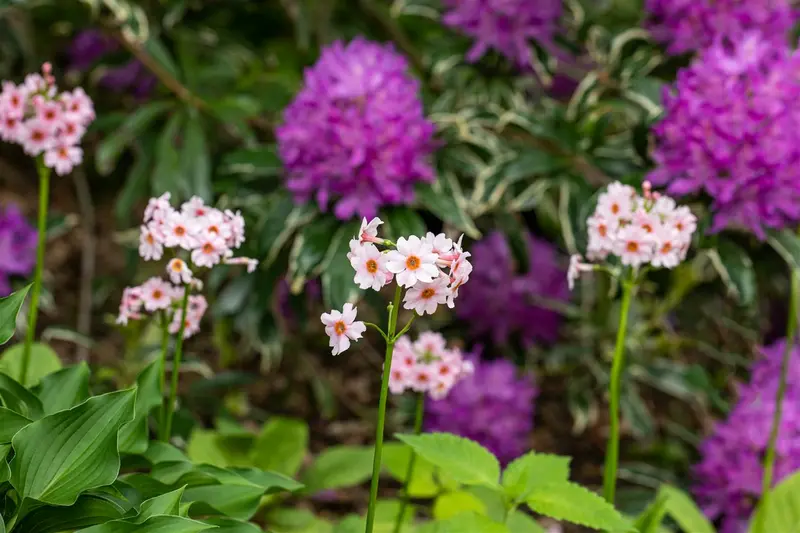 primula jap. 'apple blossom' P9 - afbeelding 3