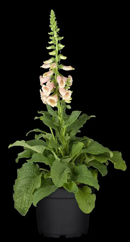 digitalis purp. 'apricot beauty' P9