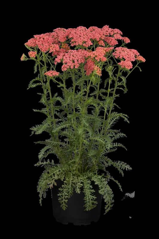 achillea mil. 'apricot delight' P9