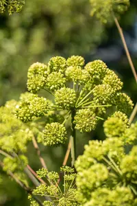 angelica archangelica P9 - afbeelding 1