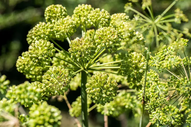 angelica archangelica P9 - afbeelding 2