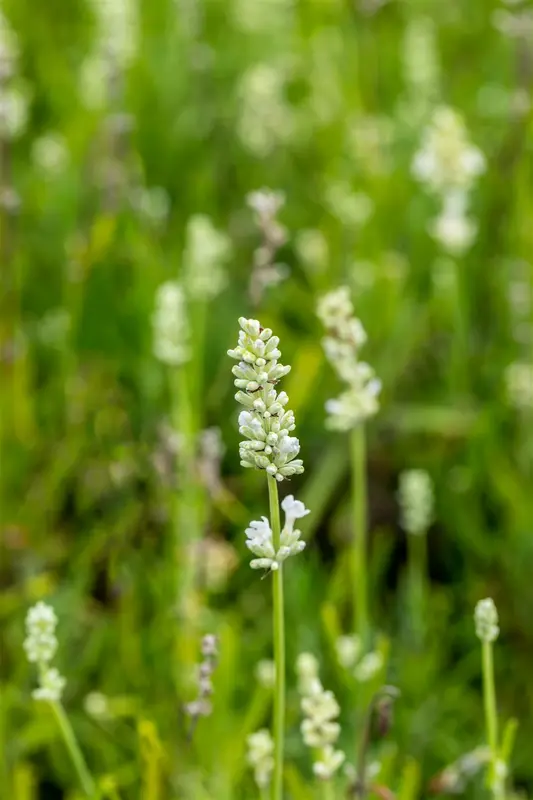 lavandula ang. 'arctic snow' P9 - afbeelding 4